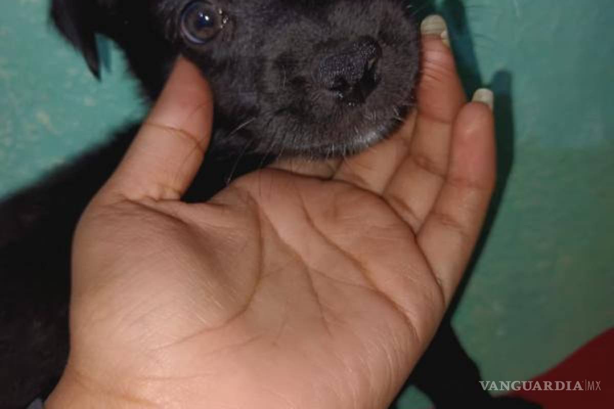 $!Del cachorrito, ni de su madre se conoce el paradero, por lo que piden se investigue.