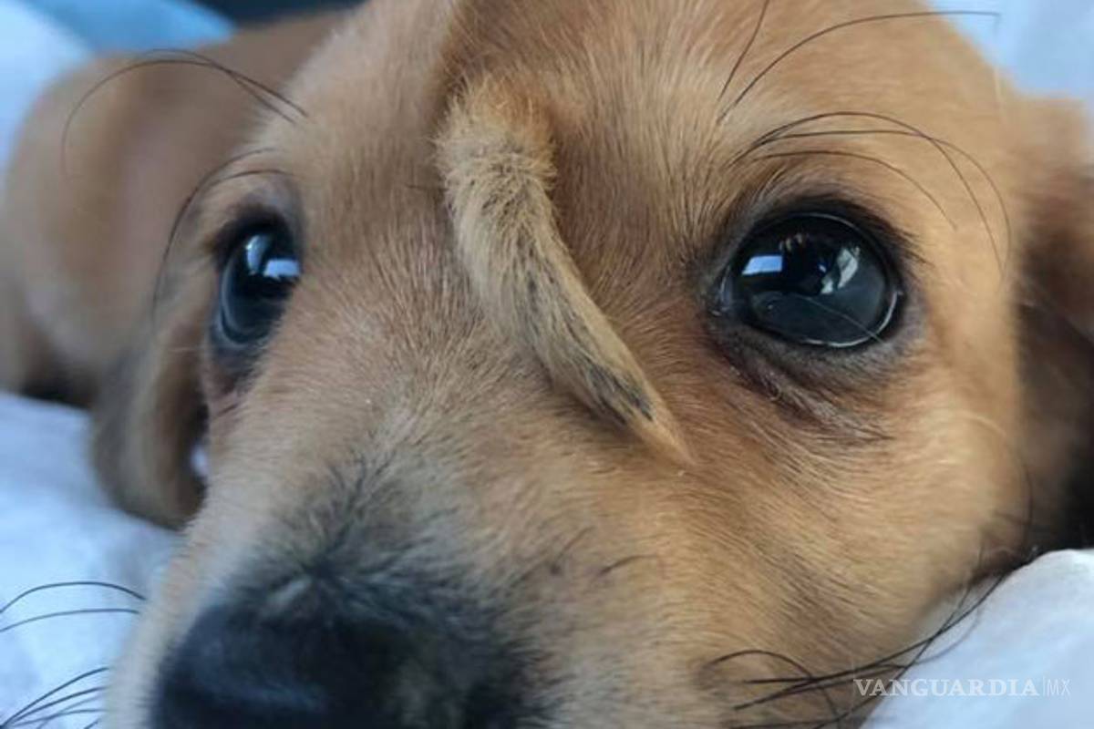 $!Conoce al 'perro-unicornio': cachorrito nace con cola en la cabeza