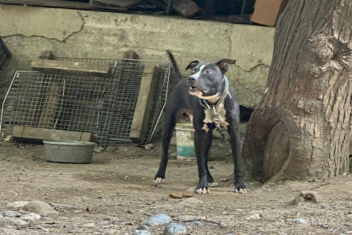 Por maltrato animal, clausuran criadero de perros en Nuevo León