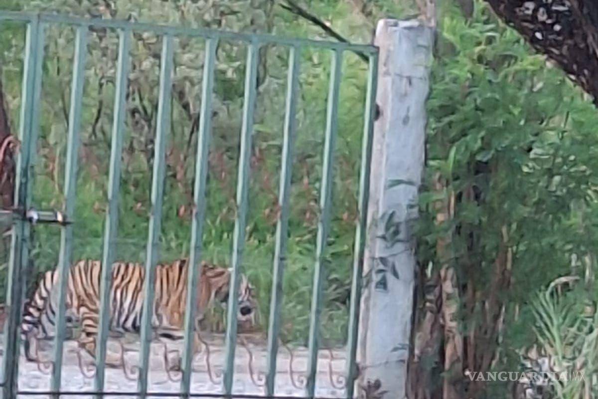 Avistamiento de tigre es reportado Salinas Victoria, Nuevo León
