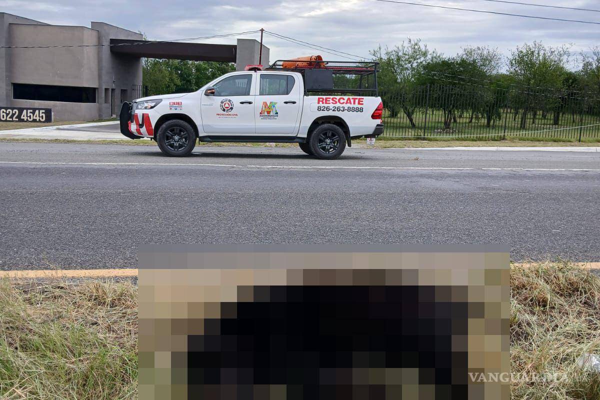 Localizan cuerpo de oso arrollado sobre la Carretera Nacional, en Nuevo León