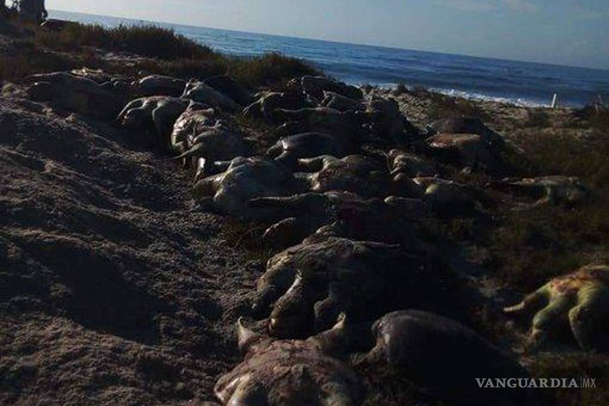 $!Encuentran cientos de tortugas golfinas muertas en playa de Oaxaca