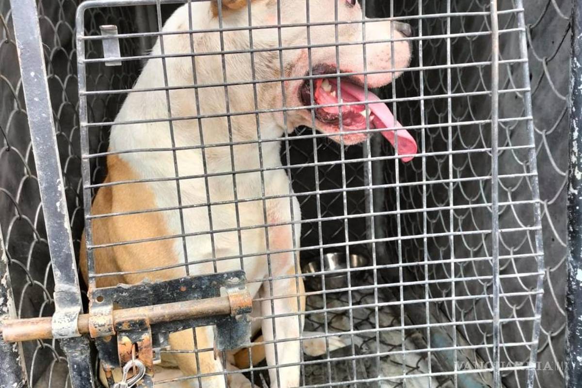 Feroz perro ataca a una octogenaria en Torreón, lo aseguran