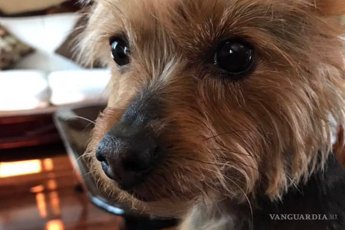 Buscan a perrita en Saltillo, ofrecen 25 mil pesos de recompensa