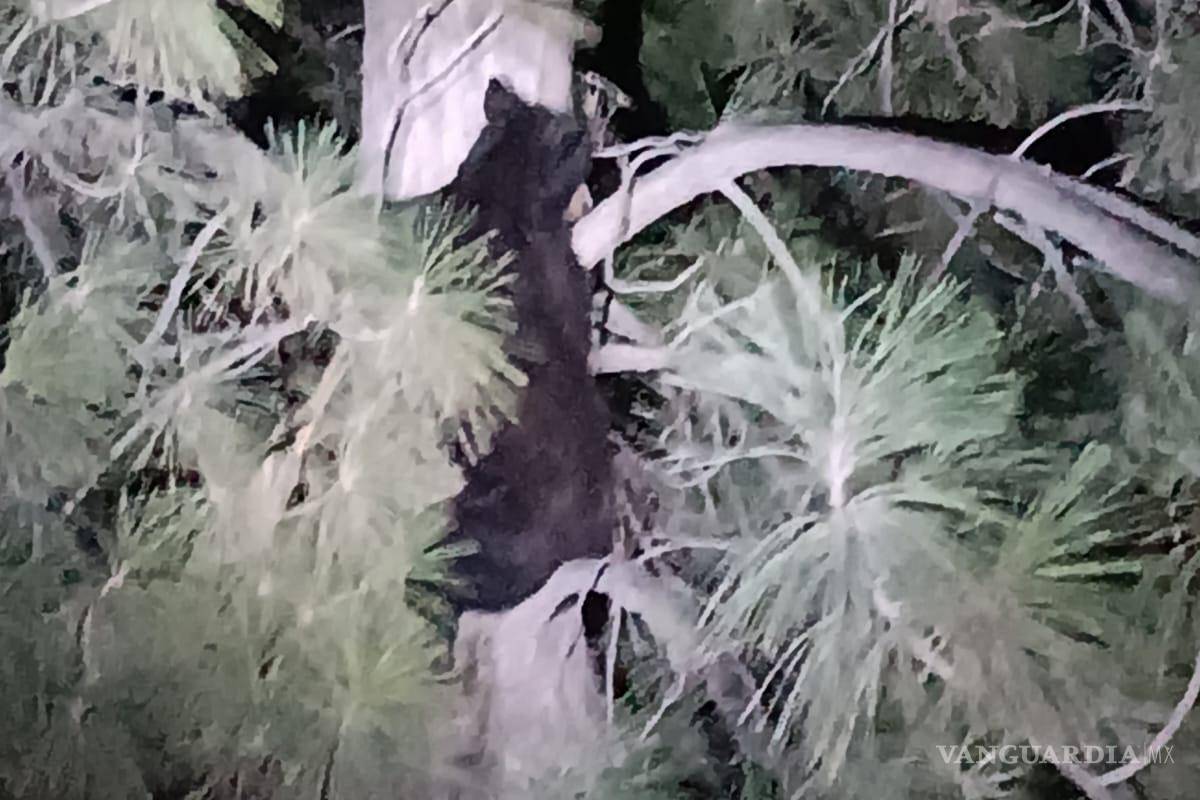 Avistamiento de oso cerca de Casa Madero, en Parras de la Fuente, alarma a habitantes (video)