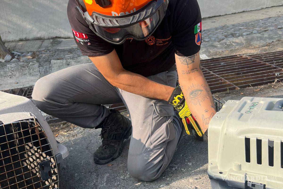 Rescatan de alcantarilla a cría de pecarí de collar, en NL