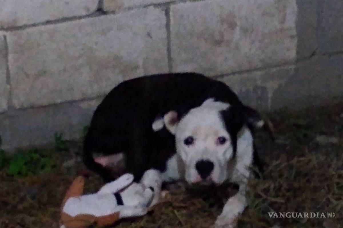 Perrita pierde a todos sus cachorros, pero internet se une para hacerla feliz