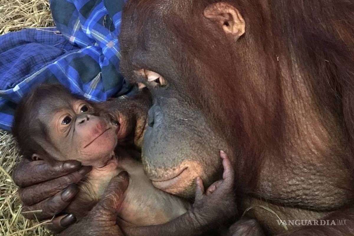 Nace orangután en zoo de EU, el primero en 25 años
