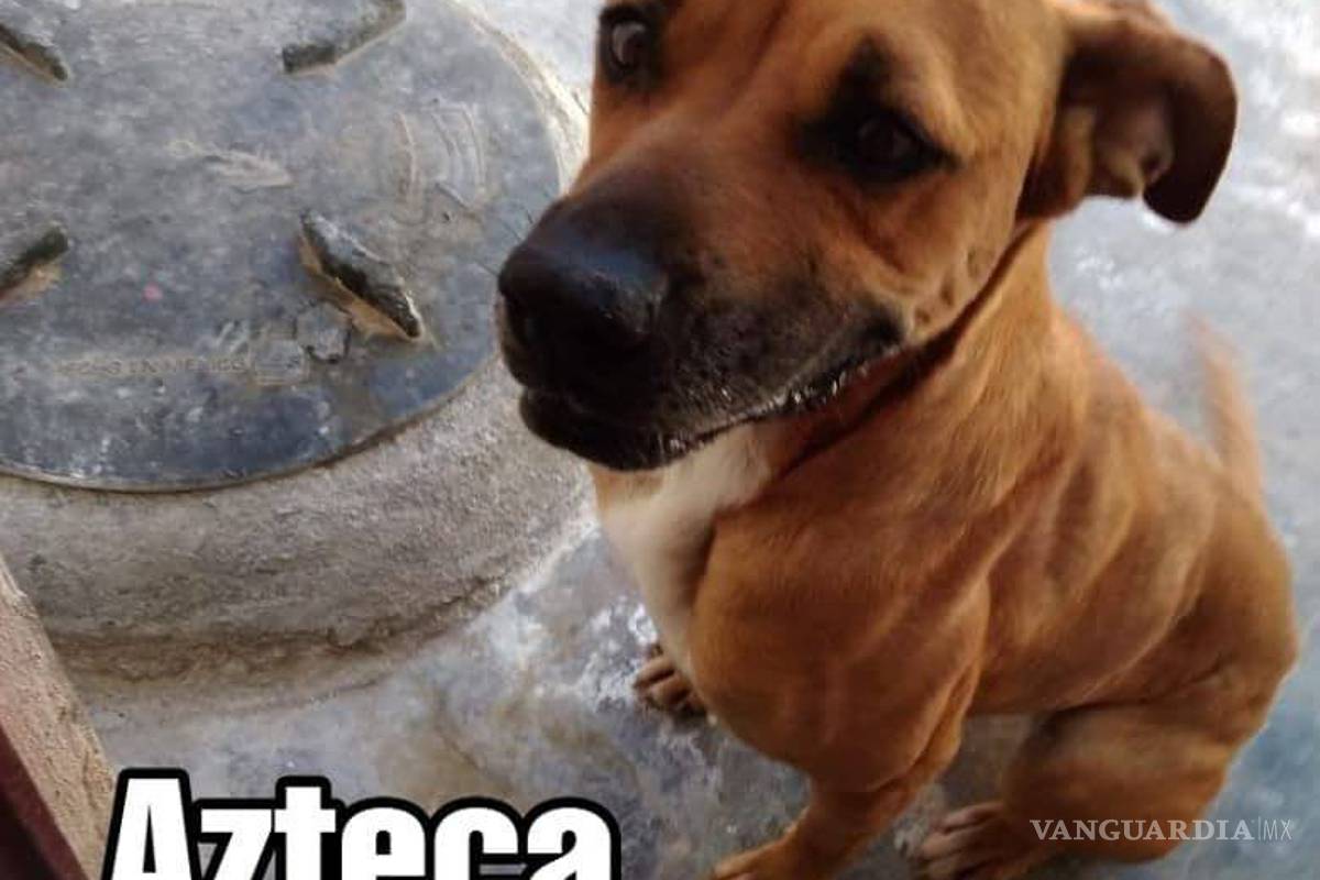 $!¿Estás buscando adoptar? Conoce a estos adorables lomitos