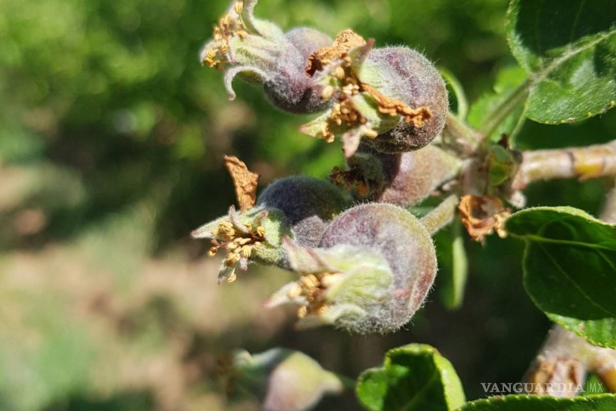 $!Afecta helada 24 mil empleos en la sierra de Arteaga; por la pizca de manzana se pierden 410 mdp