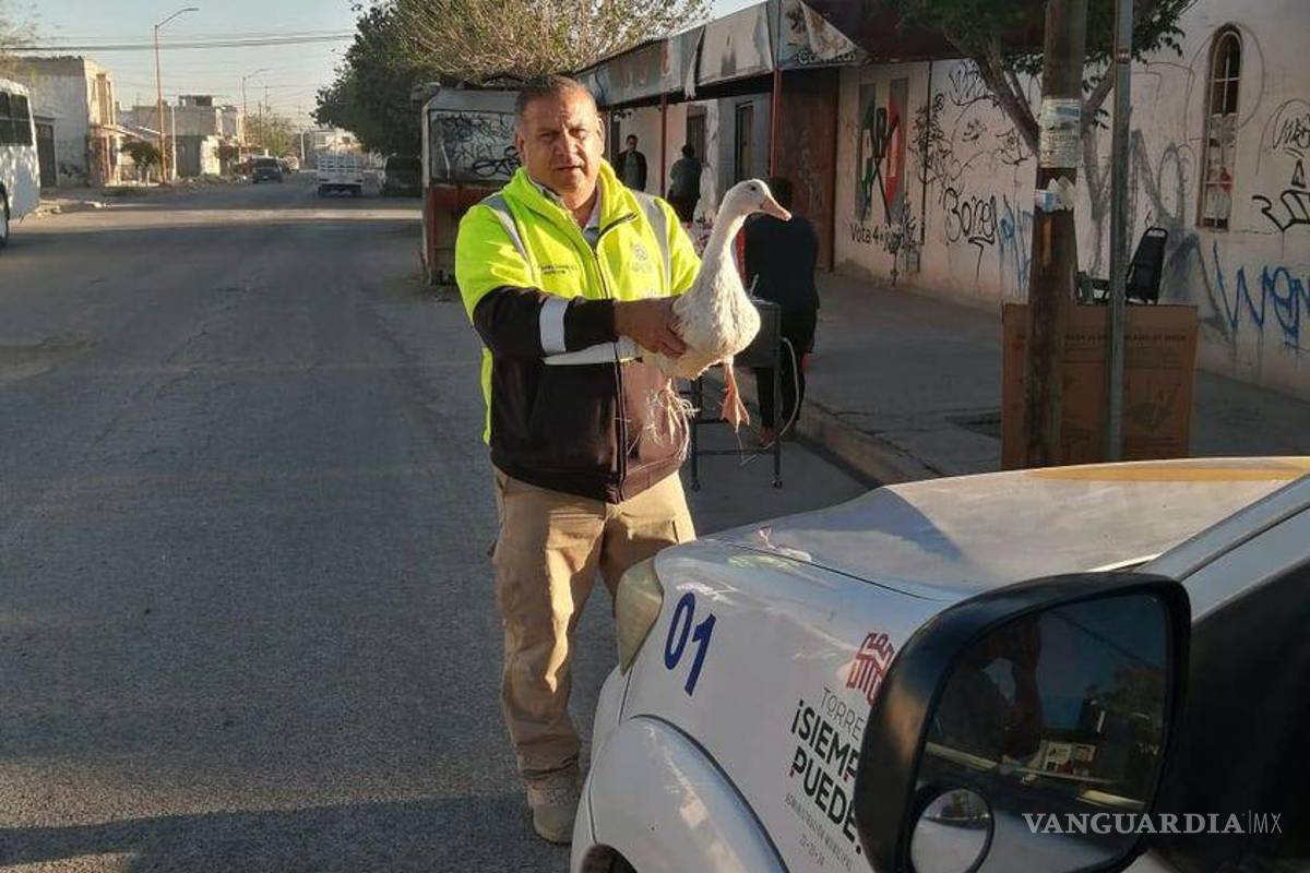 Anda pato ‘a pata’ en Torreón; autoridades buscan a su dueño