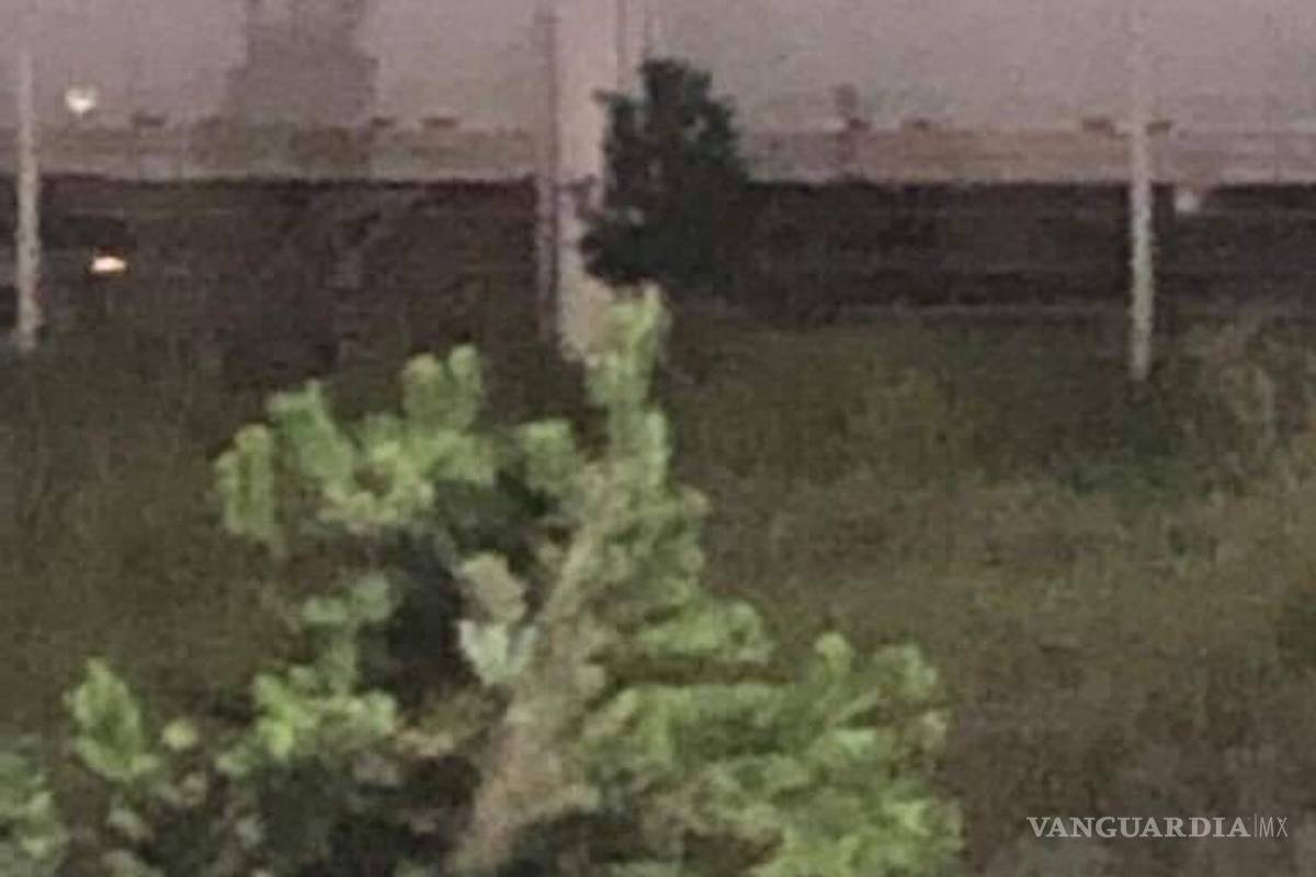 El oso solitario que vaga por los parques industriales de Derramadero, Región Sureste de Coahuila