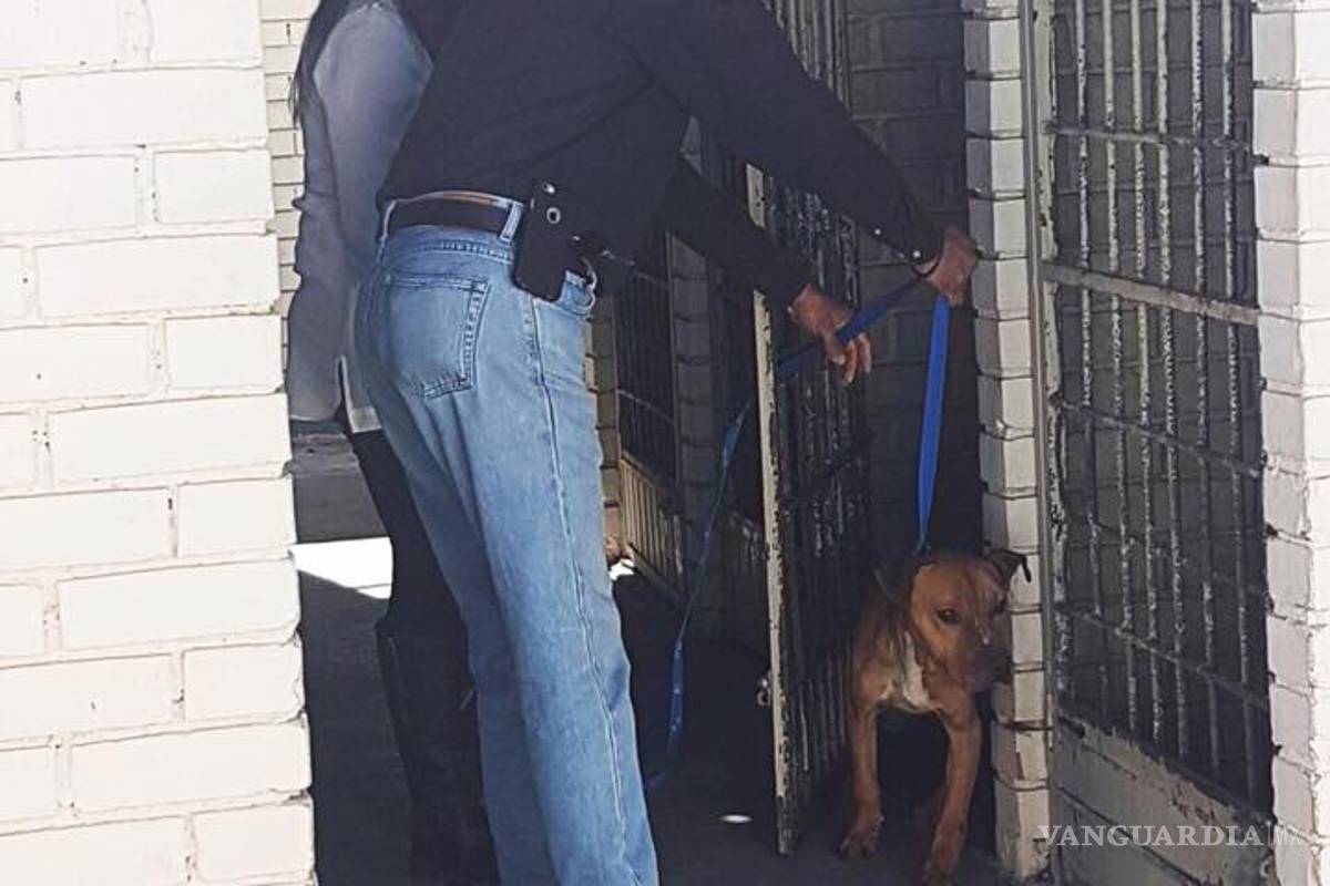 Liberan a pitbull que causó la muerte del pequeño Iker en Saltillo; lo enviarán a California a la Fundación Raúl Julia