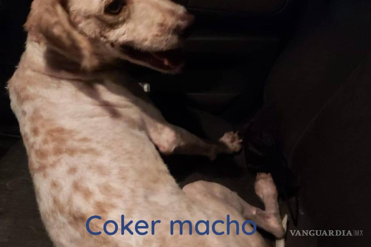 Saltillo: ¿has visto estos perritos? Asaltan a Fundación Lomitos al Rescate y varios se perdieron