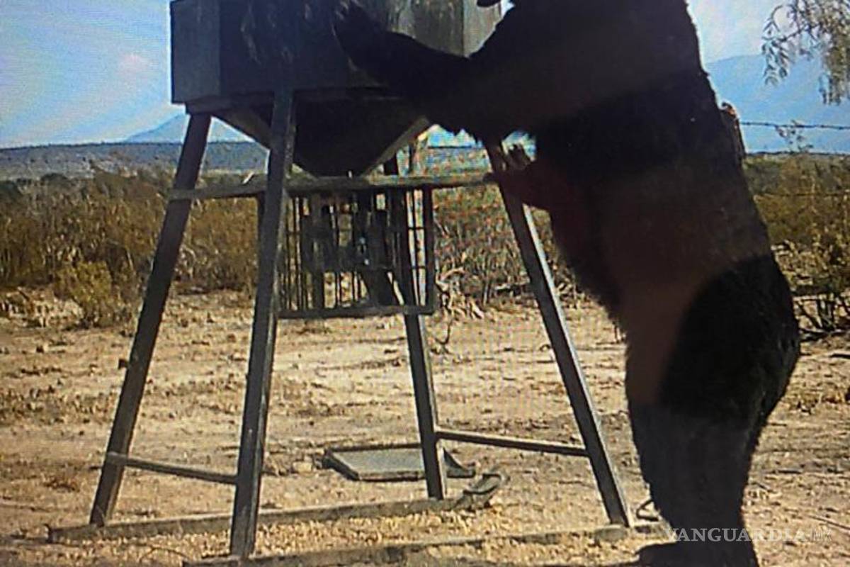 Captan a oso visitar un rancho de San Buenaventura
