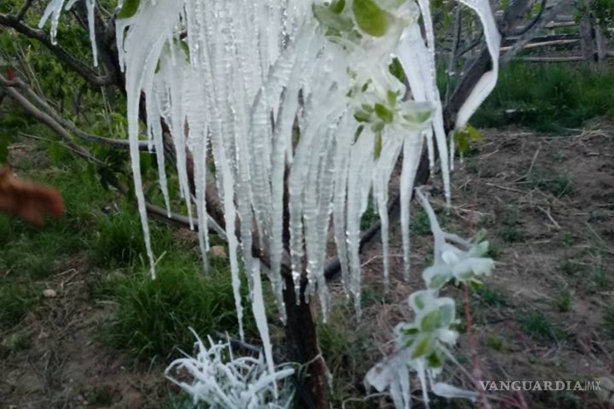 $!Afecta helada 24 mil empleos en la sierra de Arteaga; por la pizca de manzana se pierden 410 mdp