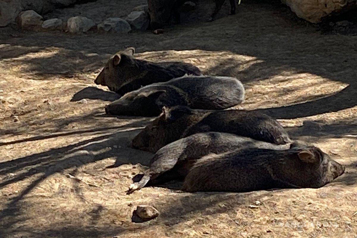 Campesinos piden permiso para matar a jabalíes que invaden ejidos de Saltillo