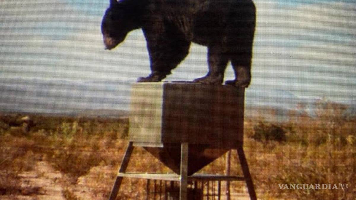 Captan a oso visitar un rancho de San Buenaventura