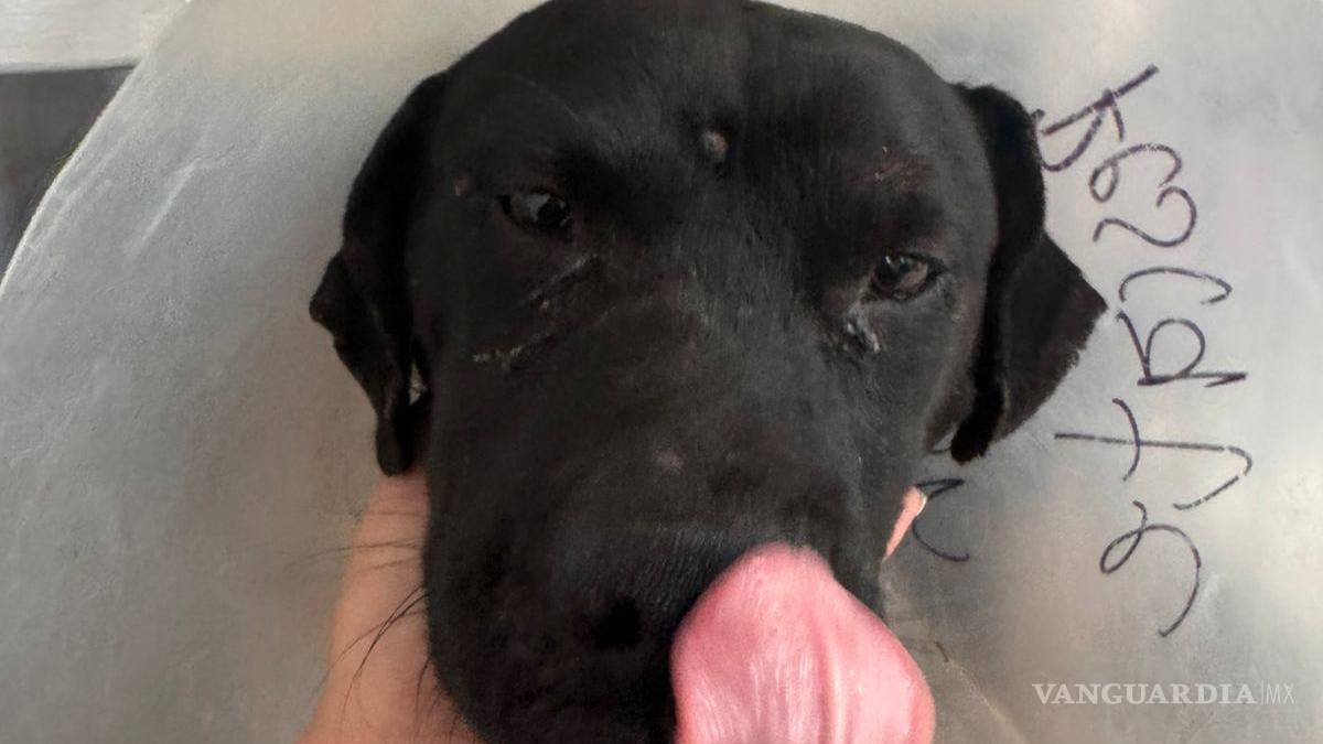 Crueldad extrema: mutilan a perrito en colonia El Tanquecito, en Saltillo; lo rescata Policía Ambiental
