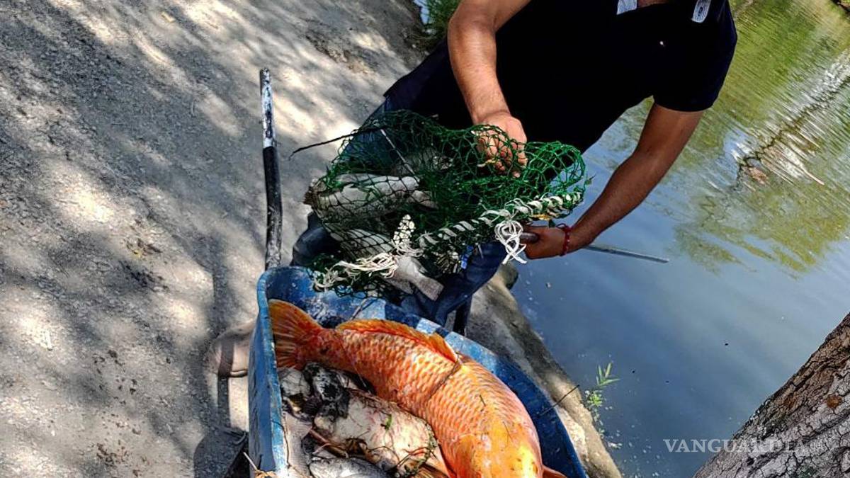 Pasa de Ciudad Deportiva a ser ‘cementerio de peces’ en Saltillo