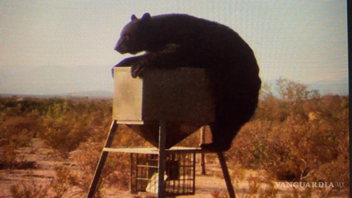 Captan a oso visitar un rancho de San Buenaventura