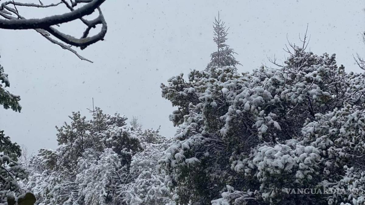 Reportan nieve en zonas altas de la sierra de Arteaga