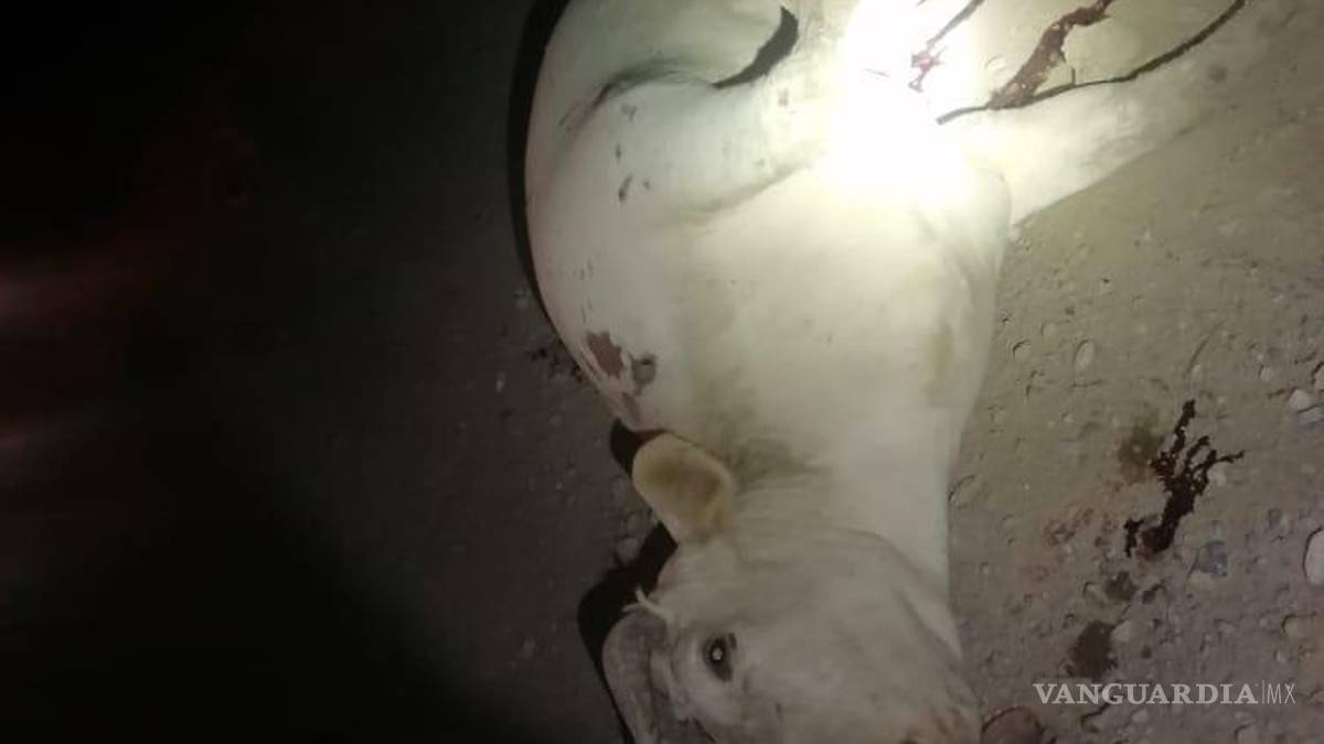 Vaca se les atraviesa a paisanos en la carretera a Monclova y los manda al hospital