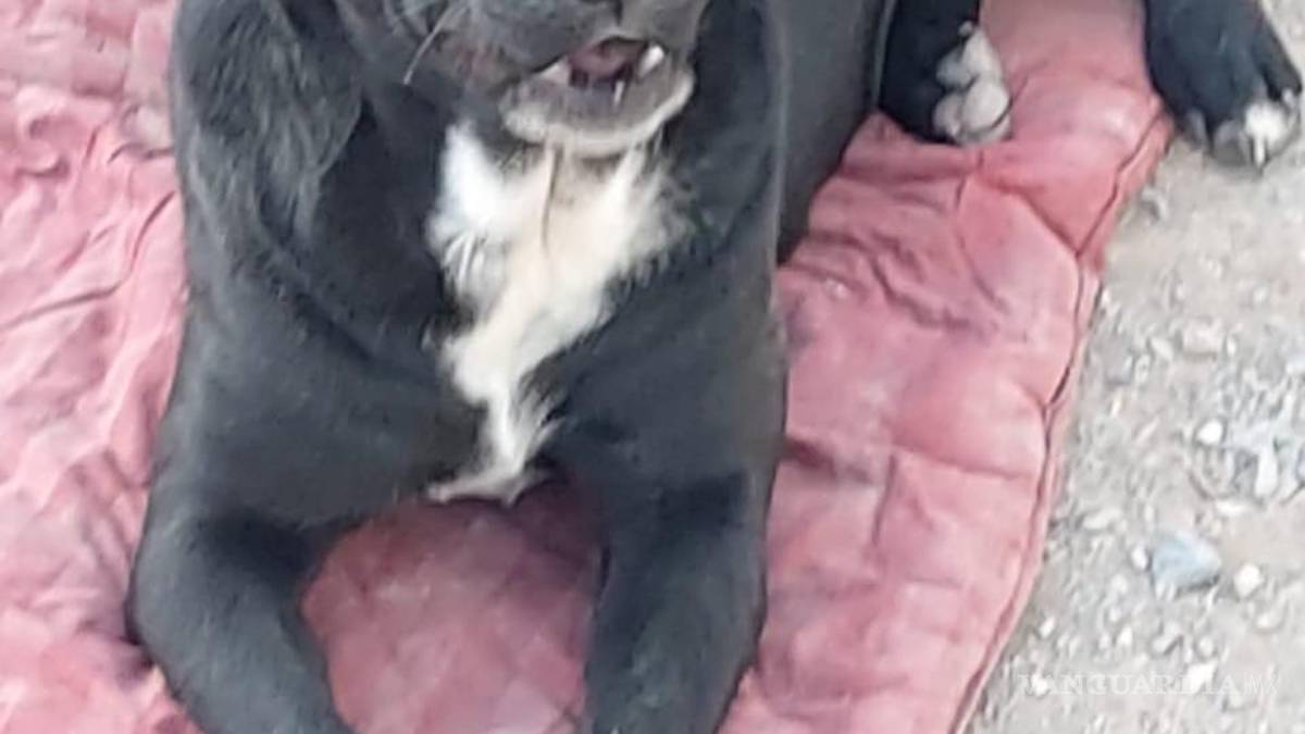 Saltillo: ¿has visto estos perritos? Asaltan a Fundación Lomitos al Rescate y varios se perdieron