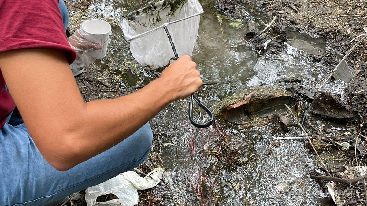 Alto grado de contaminación del Pozo Azul vuelve letal entorno para Carpita de Saltillo