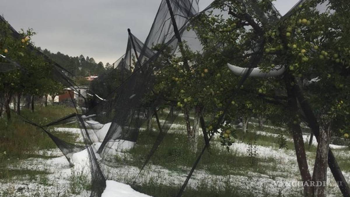 Afecta granizo 70 hectáreas de manzanos en Arteaga, pero comunidad agradece la lluvia