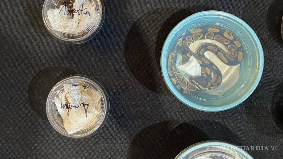 Aseguran fauna exótica en un autobús, en la Saltillo-Zacatecas