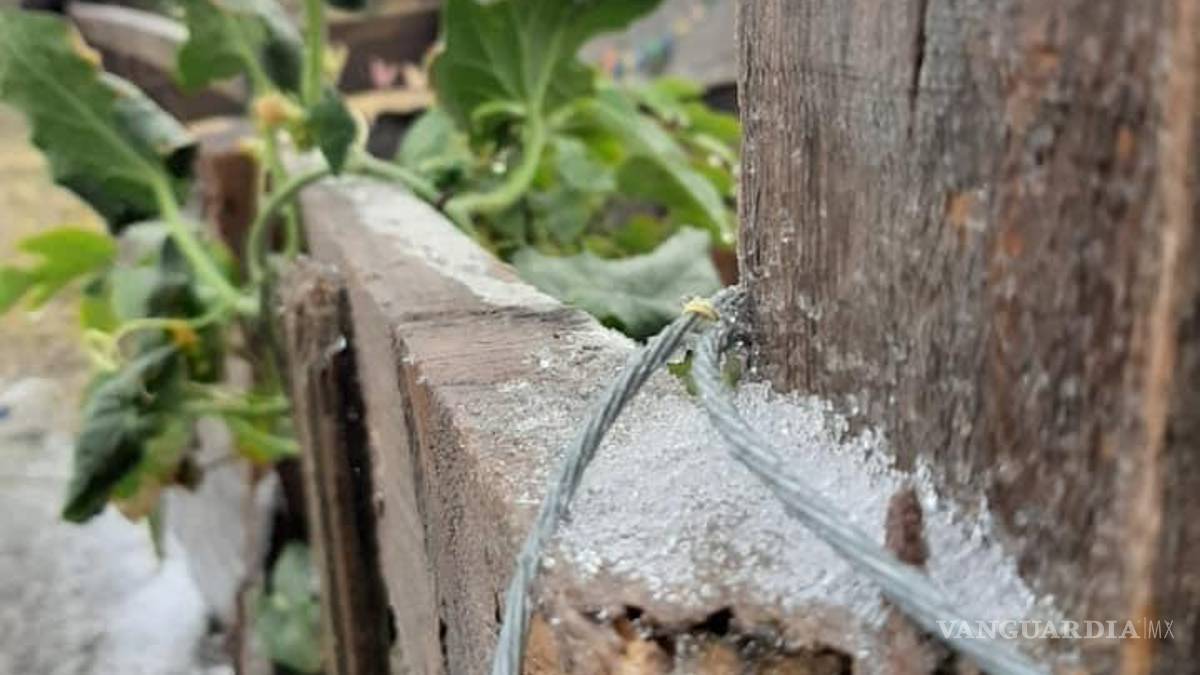 Así lucen Monclova, Múzquiz y Frontera congelados por frente frío (FOTOS)