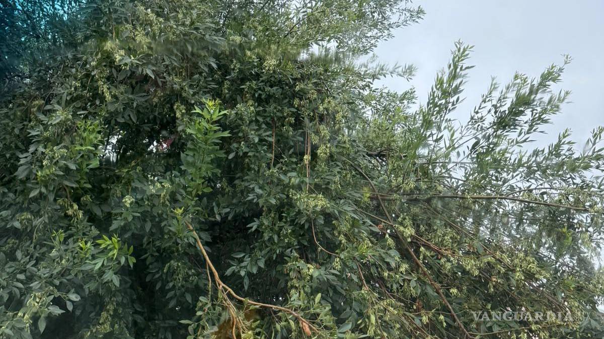 Tromba histórica paraliza a Piedras Negras; reportan inundaciones, suspensión de clases y operativo de emergencia