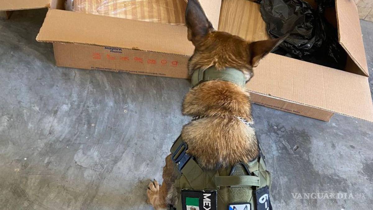 Nuevo León: decomisan 61 kilos de mariguana en cateo