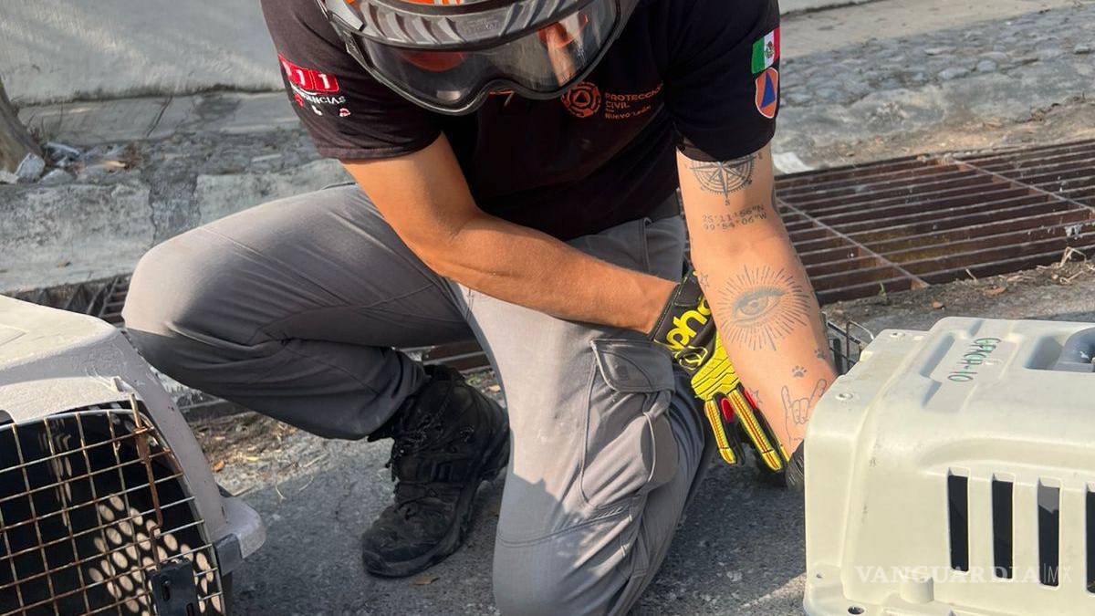 Rescatan de alcantarilla a cría de pecarí de collar, en NL