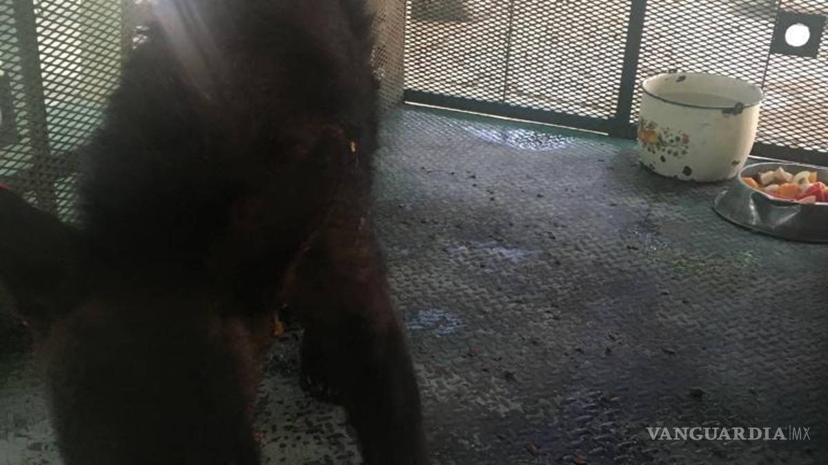 Saltillo: oso que cayó de árbol en Lomas de Lourdes continúa en reposo y bajo observación