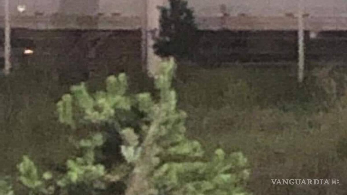El oso solitario que vaga por los parques industriales de Derramadero, Región Sureste de Coahuila