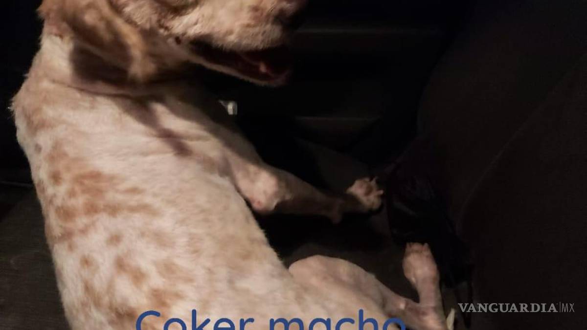 Saltillo: ¿has visto estos perritos? Asaltan a Fundación Lomitos al Rescate y varios se perdieron