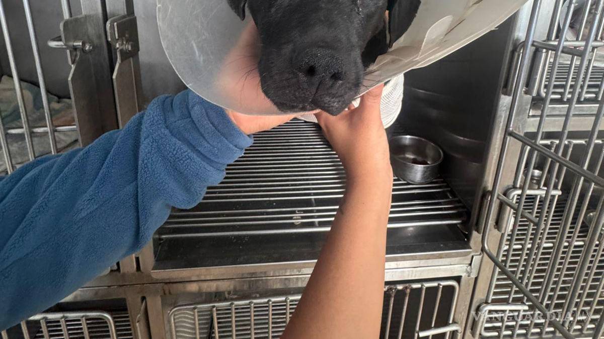 Crueldad extrema: mutilan a perrito en colonia El Tanquecito, en Saltillo; lo rescata Policía Ambiental