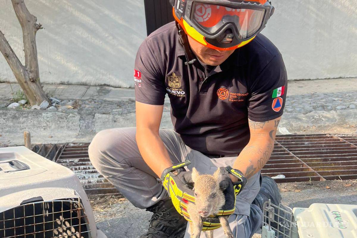 Rescatan de alcantarilla a cría de pecarí de collar, en NL