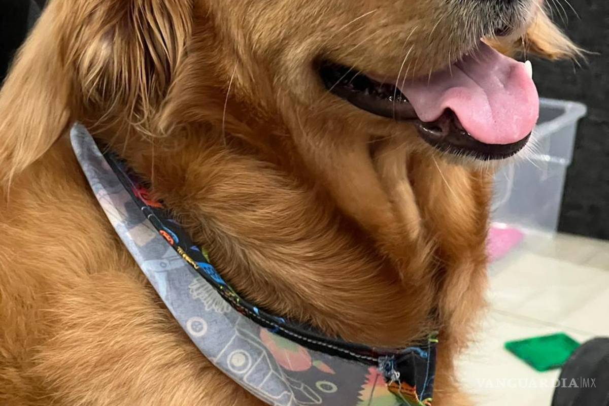 $!La mascota que fue trasladada hasta Irlanda como parte de un proceso que implicó vacunas, certificados médicos y adaptación a un nuevo entorno.