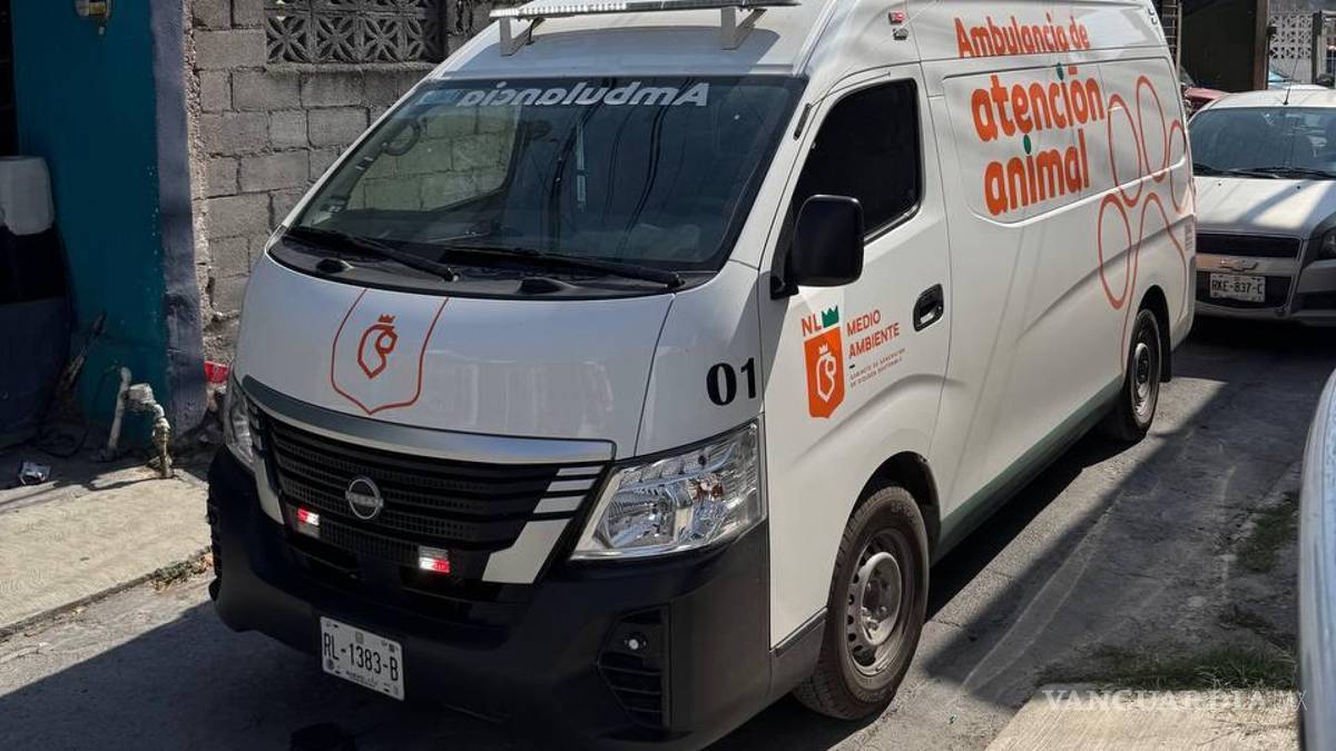 Rescatan en Nuevo León a 16 perros chihuahua que habitaban en condiciones insalubres