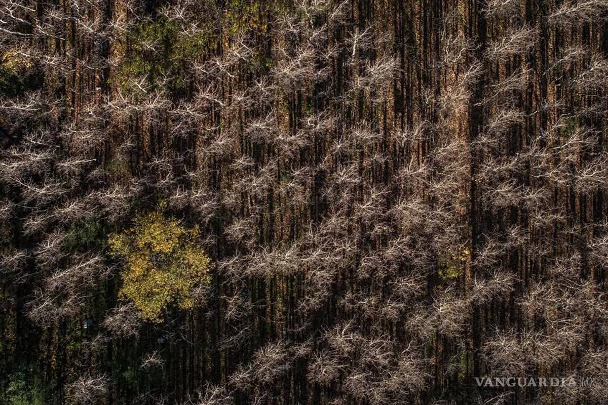 $!Con esta imagen fue que el fotógrafo logró el triunfo.
