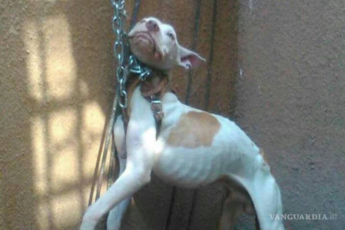 Castiga severamente a su perro por dañarle una puerta