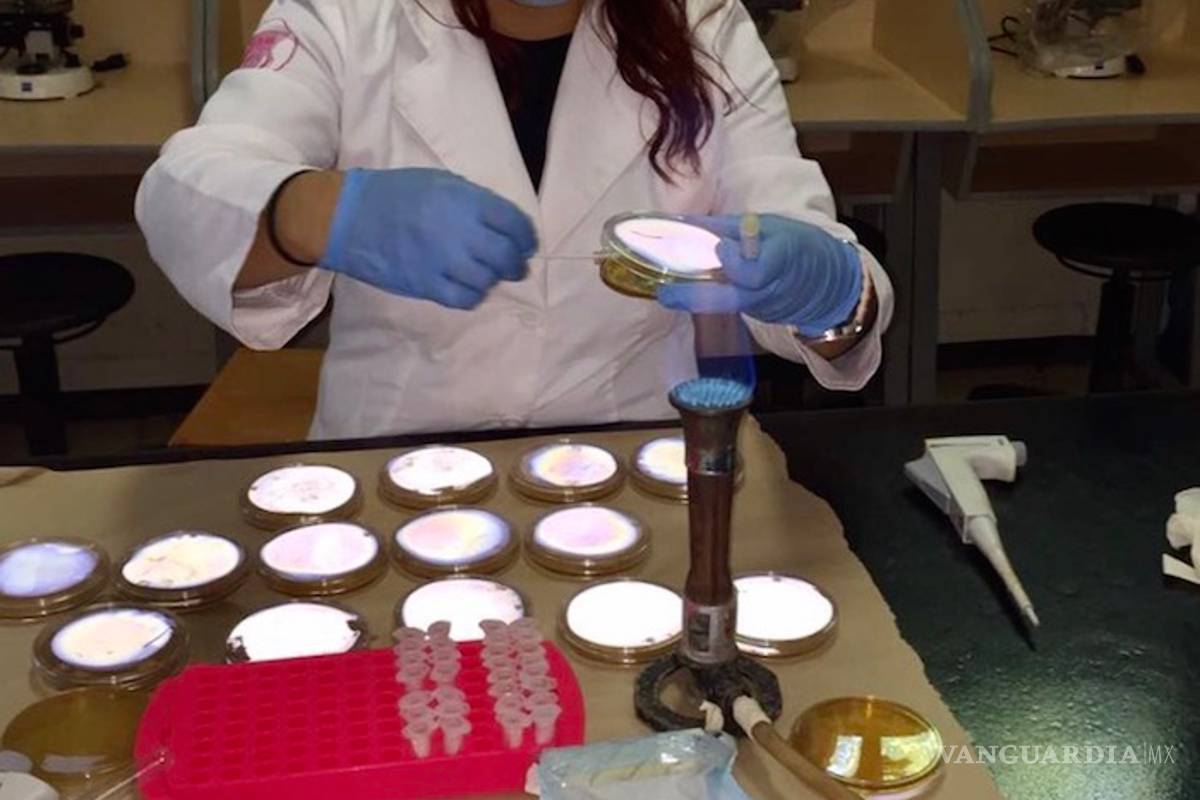 $!Investigadores de la UAdeC crean una goma dulce para combatir enfermedades dentales