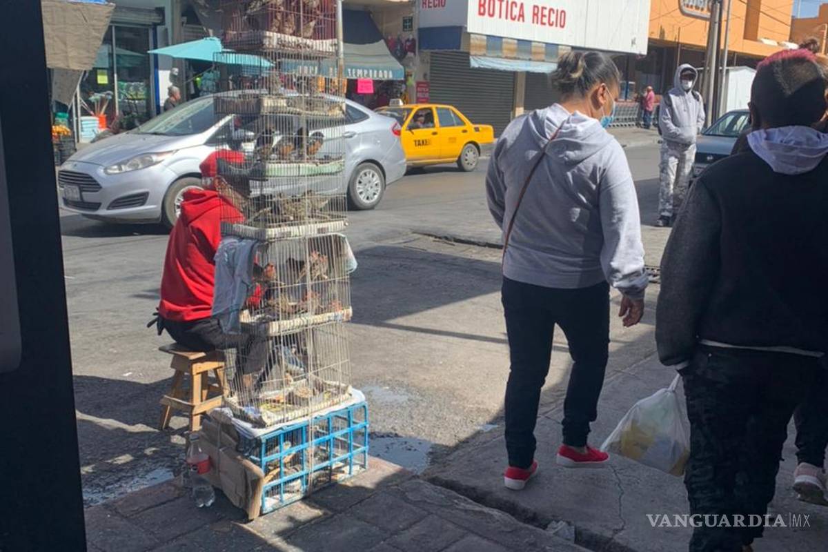 Regresan los vendedores de aves al centro de Saltillo