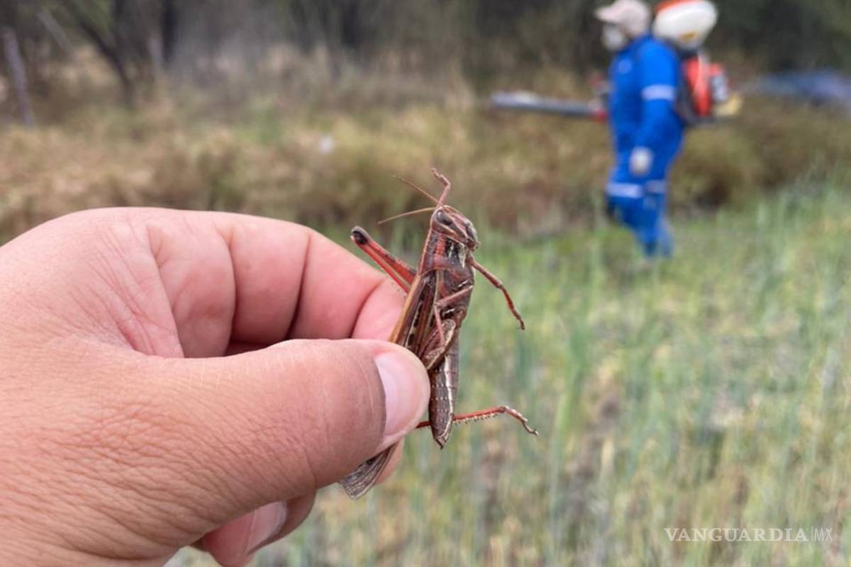 Nuevo León: violencia, escasez de agua y ahora ¡plaga de langostas!