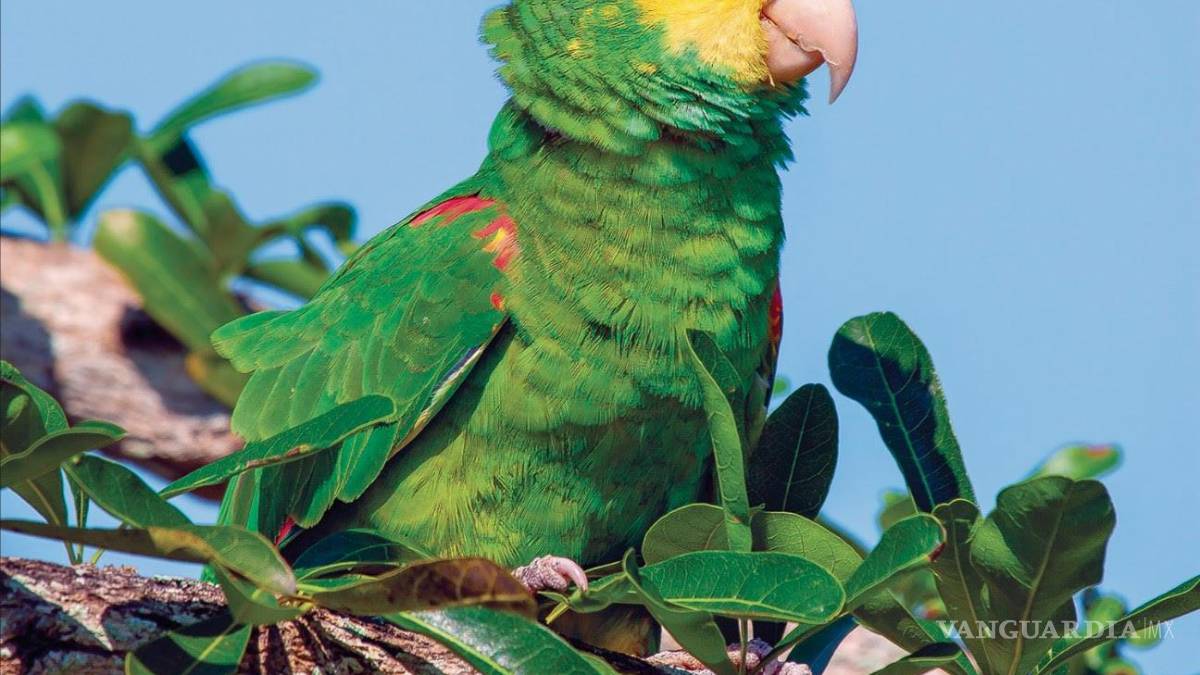 Daniel Garza Tobón, biólogo saltillense quien tiene la delantera nacional en avistamientos de aves