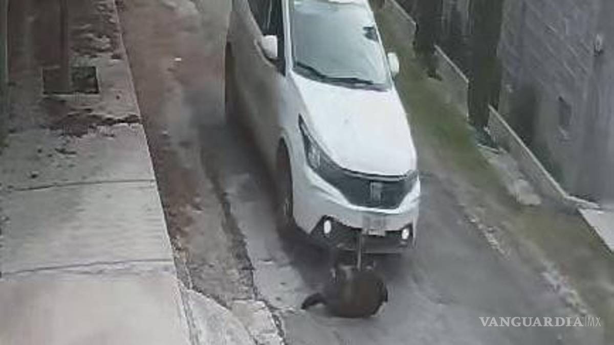 Difunden atropellamiento intencional de perrita en Lomas de Lourdes, Saltillo