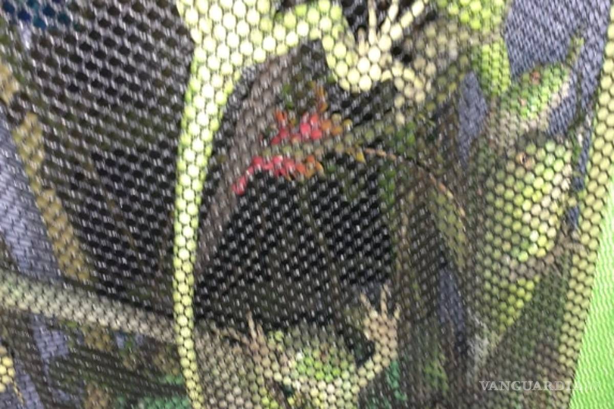 AIC localiza más de 30 animales que eran transportados entre mercancía pirata en la carretera Saltillo-Zacatecas